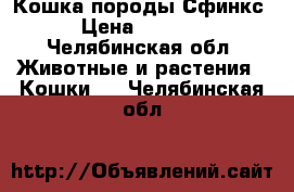 Кошка породы Сфинкс › Цена ­ 5 000 - Челябинская обл. Животные и растения » Кошки   . Челябинская обл.